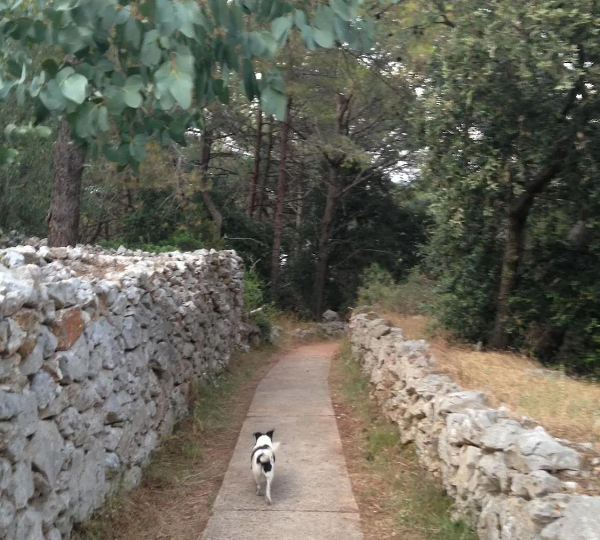Beautiful Villa On A Small Island Mali Losinj